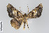  ( - ID 22361)  @14 [ ] Copyright (2011) Gunnar Brehm Institut fuer Spezielle Zoologie und Evolutionsbiologie, Friedrich-Schiller Universitat Jena