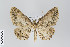  (Odysia - ID 22364)  @14 [ ] Copyright (2011) Gunnar Brehm Institut fuer Spezielle Zoologie und Evolutionsbiologie, Friedrich-Schiller Universitat Jena