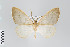  ( - ID 22365)  @14 [ ] Copyright (2011) Gunnar Brehm Institut fuer Spezielle Zoologie und Evolutionsbiologie, Friedrich-Schiller Universitat Jena