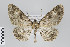  ( - ID 22371)  @15 [ ] Copyright (2011) Gunnar Brehm Institut fuer Spezielle Zoologie und Evolutionsbiologie, Friedrich-Schiller Universitat Jena