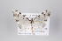 ( - ID 22394)  @12 [ ] Copyright (2011) Gunnar Brehm Institut fuer Spezielle Zoologie und Evolutionsbiologie, Friedrich-Schiller Universitat Jena