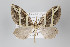  ( - ID 22397)  @13 [ ] Copyright (2011) Gunnar Brehm Institut fuer Spezielle Zoologie und Evolutionsbiologie, Friedrich-Schiller Universitat Jena