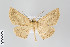  ( - ID 22398)  @14 [ ] Copyright (2011) Gunnar Brehm Institut fuer Spezielle Zoologie und Evolutionsbiologie, Friedrich-Schiller Universitat Jena