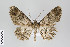  ( - ID 22413)  @15 [ ] Copyright (2011) Gunnar Brehm Institut fuer Spezielle Zoologie und Evolutionsbiologie, Friedrich-Schiller Universitat Jena
