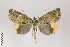 ( - ID 22434)  @14 [ ] Copyright (2011) Gunnar Brehm Institut fuer Spezielle Zoologie und Evolutionsbiologie, Friedrich-Schiller Universitat Jena