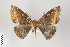  ( - ID 22438)  @13 [ ] Copyright (2011) Gunnar Brehm Institut fuer Spezielle Zoologie und Evolutionsbiologie, Friedrich-Schiller Universitat Jena