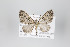  ( - ID 22452)  @14 [ ] Copyright (2011) Gunnar Brehm Institut fuer Spezielle Zoologie und Evolutionsbiologie, Friedrich-Schiller Universitat Jena