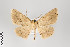  ( - ID 22466)  @13 [ ] Copyright (2011) Gunnar Brehm Institut fuer Spezielle Zoologie und Evolutionsbiologie, Friedrich-Schiller Universitat Jena