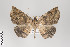  ( - ID 22471)  @14 [ ] Copyright (2011) Gunnar Brehm Institut fuer Spezielle Zoologie und Evolutionsbiologie, Friedrich-Schiller Universitat Jena