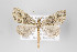  (Rucana BG11 - ID 22535)  @14 [ ] Copyright (2011) Gunnar Brehm Institut fuer Spezielle Zoologie und Evolutionsbiologie, Friedrich-Schiller Universitat Jena