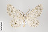  ( - ID 22552)  @14 [ ] Copyright (2011) Gunnar Brehm Institut fuer Spezielle Zoologie und Evolutionsbiologie, Friedrich-Schiller Universitat Jena