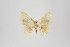  ( - ID 22570)  @13 [ ] Copyright (2011) Gunnar Brehm Institut fuer Spezielle Zoologie und Evolutionsbiologie, Friedrich-Schiller Universitat Jena