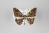  ( - ID 22582)  @13 [ ] Copyright (2011) Gunnar Brehm Institut fuer Spezielle Zoologie und Evolutionsbiologie, Friedrich-Schiller Universitat Jena