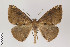  ( - ID 22584)  @14 [ ] Copyright (2011) Gunnar Brehm Institut fuer Spezielle Zoologie und Evolutionsbiologie, Friedrich-Schiller Universitat Jena
