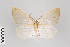  ( - ID 22588)  @14 [ ] Copyright (2011) Gunnar Brehm Institut fuer Spezielle Zoologie und Evolutionsbiologie, Friedrich-Schiller Universitat Jena