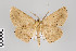  (Isochromodes propinqua - ID 22623)  @15 [ ] Copyright (2011) Gunnar Brehm Institut fuer Spezielle Zoologie und Evolutionsbiologie, Friedrich-Schiller Universitat Jena