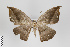  ( - ID 267)  @13 [ ] Copyright (2011) Gunnar Brehm Institut fuer Spezielle Zoologie und Evolutionsbiologie, Friedrich-Schiller Universitat Jena