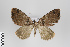  (Deinoptila cazadora - ID 10386)  @14 [ ] Copyright (2011) Gunnar Brehm Institut fuer Spezielle Zoologie und Evolutionsbiologie, Friedrich-Schiller Universitat Jena