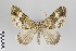  (Euphyia zalmoxis group - ID 14176)  @14 [ ] Copyright (2011) Gunnar Brehm Institut fuer Spezielle Zoologie und Evolutionsbiologie, Friedrich-Schiller Universitat Jena