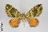  (Spargania leucocyma group - ID 14204)  @11 [ ] Copyright (2011) Gunnar Brehm Institut fuer Spezielle Zoologie und Evolutionsbiologie, Friedrich-Schiller Universitat Jena