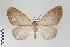  ( - ID 14799)  @13 [ ] Copyright (2011) Gunnar Brehm Institut fuer Spezielle Zoologie und Evolutionsbiologie, Friedrich-Schiller Universitat Jena