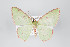  (Lissochlora hoffmannsi - ID 14843)  @14 [ ] Copyright (2011) Gunnar Brehm Institut fuer Spezielle Zoologie und Evolutionsbiologie, Friedrich-Schiller Universitat Jena