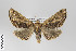  ( - ID 14858)  @14 [ ] Copyright (2011) Gunnar Brehm Institut fuer Spezielle Zoologie und Evolutionsbiologie, Friedrich-Schiller Universitat Jena