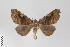  ( - ID 14860)  @14 [ ] Copyright (2011) Gunnar Brehm Institut fuer Spezielle Zoologie und Evolutionsbiologie, Friedrich-Schiller Universitat Jena