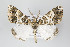  ( - ID 14908)  @13 [ ] Copyright (2011) Gunnar Brehm Institut fuer Spezielle Zoologie und Evolutionsbiologie, Friedrich-Schiller Universitat Jena
