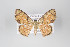  ( - ID 14926)  @13 [ ] Copyright (2011) Gunnar Brehm Institut fuer Spezielle Zoologie und Evolutionsbiologie, Friedrich-Schiller Universitat Jena