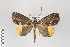  ( - ID 14929)  @13 [ ] Copyright (2011) Gunnar Brehm Institut fuer Spezielle Zoologie und Evolutionsbiologie, Friedrich-Schiller Universitat Jena