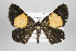  (Heterusia tiricia - ID 15000)  @14 [ ] Copyright (2011) Gunnar Brehm Institut fuer Spezielle Zoologie und Evolutionsbiologie, Friedrich-Schiller Universitat Jena