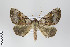  ( - ID 15037)  @14 [ ] Copyright (2011) Gunnar Brehm Institut fuer Spezielle Zoologie und Evolutionsbiologie, Friedrich-Schiller Universitat Jena