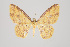  ( - ID 15059)  @14 [ ] Copyright (2011) Gunnar Brehm Institut fuer Spezielle Zoologie und Evolutionsbiologie, Friedrich-Schiller Universitat Jena
