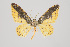  ( - ID 15192)  @12 [ ] Copyright (2011) Gunnar Brehm Institut fuer Spezielle Zoologie und Evolutionsbiologie, Friedrich-Schiller Universitat Jena