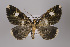  ( - ID 15193)  @14 [ ] Copyright (2011) Gunnar Brehm Institut fuer Spezielle Zoologie und Evolutionsbiologie, Friedrich-Schiller Universitat Jena