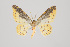  ( - ID 15195)  @12 [ ] Copyright (2011) Gunnar Brehm Institut fuer Spezielle Zoologie und Evolutionsbiologie, Friedrich-Schiller Universitat Jena