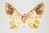  ( - ID 15270)  @15 [ ] Copyright (2011) Gunnar Brehm Institut fuer Spezielle Zoologie und Evolutionsbiologie, Friedrich-Schiller Universitat Jena