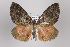  ( - ID 15321)  @14 [ ] Copyright (2011) Gunnar Brehm Institut fuer Spezielle Zoologie und Evolutionsbiologie, Friedrich-Schiller Universitat Jena