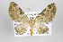  (Eupithecia galepsa - ID 15352)  @15 [ ] Copyright (2011) Gunnar Brehm Institut fuer Spezielle Zoologie und Evolutionsbiologie, Friedrich-Schiller Universitat Jena