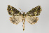  ( - ID 15366)  @12 [ ] Copyright (2011) Gunnar Brehm Institut fuer Spezielle Zoologie und Evolutionsbiologie, Friedrich-Schiller Universitat Jena