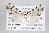 (Eupithecia descimoni group - ID 15375)  @14 [ ] Copyright (2011) Gunnar Brehm Institut fuer Spezielle Zoologie und Evolutionsbiologie, Friedrich-Schiller Universitat Jena