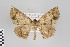  ( - ID 18146)  @13 [ ] Copyright (2011) Gunnar Brehm Institut fuer Spezielle Zoologie und Evolutionsbiologie, Friedrich-Schiller Universitat Jena