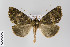  (Charca oppositata - ID 18148)  @13 [ ] Copyright (2011) Gunnar Brehm Institut fuer Spezielle Zoologie und Evolutionsbiologie, Friedrich-Schiller Universitat Jena