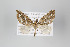  ( - ID 18164)  @14 [ ] Copyright (2011) Gunnar Brehm Institut fuer Spezielle Zoologie und Evolutionsbiologie, Friedrich-Schiller Universitat Jena