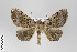  ( - ID 18193)  @15 [ ] Copyright (2011) Gunnar Brehm Institut fuer Spezielle Zoologie und Evolutionsbiologie, Friedrich-Schiller Universitat Jena