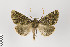  ( - ID 18202)  @12 [ ] Copyright (2011) Gunnar Brehm Institut fuer Spezielle Zoologie und Evolutionsbiologie, Friedrich-Schiller Universitat Jena