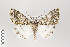  ( - ID 18231)  @12 [ ] Copyright (2011) Gunnar Brehm Institut fuer Spezielle Zoologie und Evolutionsbiologie, Friedrich-Schiller Universitat Jena