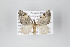  ( - ID 18238)  @14 [ ] Copyright (2011) Gunnar Brehm Institut fuer Spezielle Zoologie und Evolutionsbiologie, Friedrich-Schiller Universitat Jena