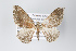  ( - ID 18268)  @12 [ ] Copyright (2011) Gunnar Brehm Institut fuer Spezielle Zoologie und Evolutionsbiologie, Friedrich-Schiller Universitat Jena